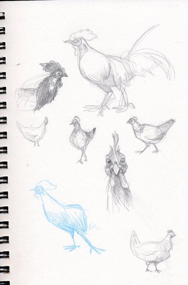 chickensketches001