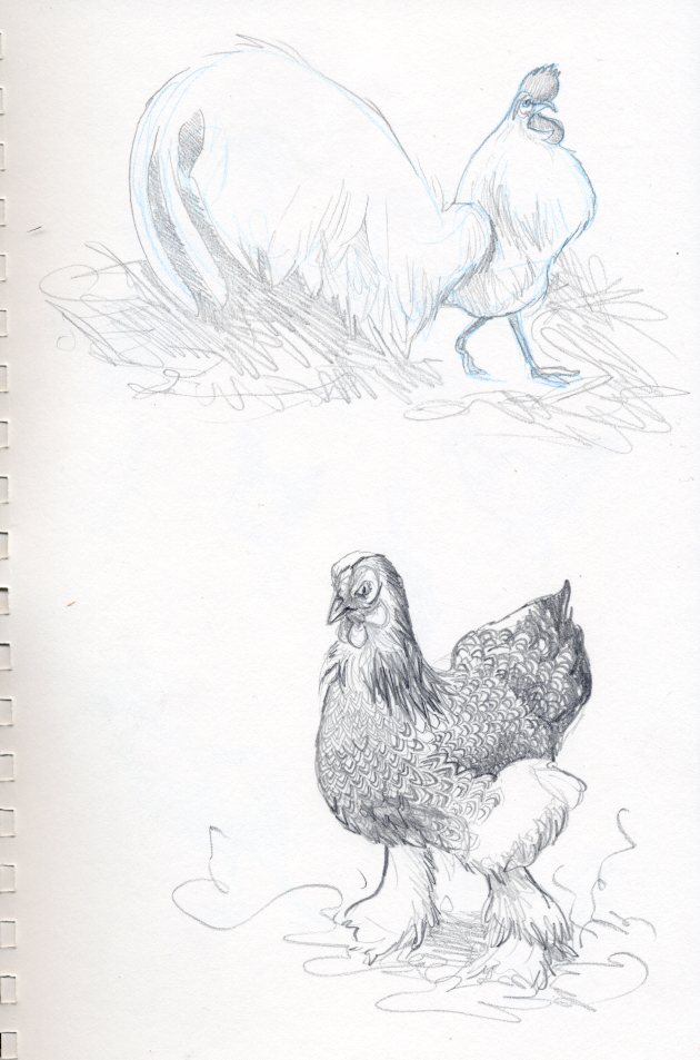 chickensketches002