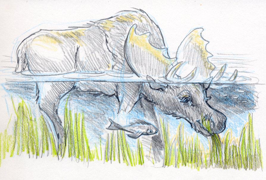 mooseunderwater001
